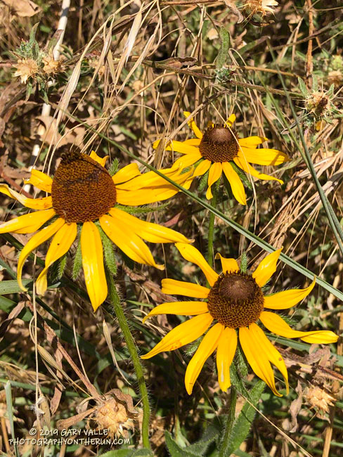 Non-native black-eyed Susan (Rudbeckia hirta) at Upper Las Virgenes Canyon Open Space Preserve (formerly Ahmanson Ranch)