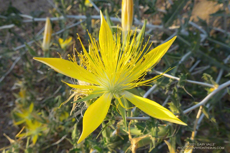 Blazing star near the Mt. Disappointment Trailhead. The trailhead is about one-third of a mile up the Mt. Wilson Road from Red Box.
