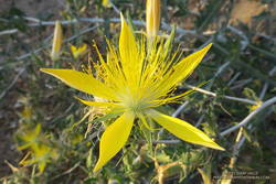 Blazing star near the Mt. Disappointment Trailhead on Mt. Wilson Road