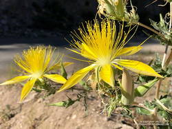 Blazing star near the bottom of the Bill Riley/Mt. Disappointment Trail