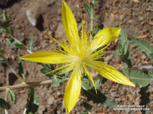 Blazing Star (Mentzelia laevicaulis)