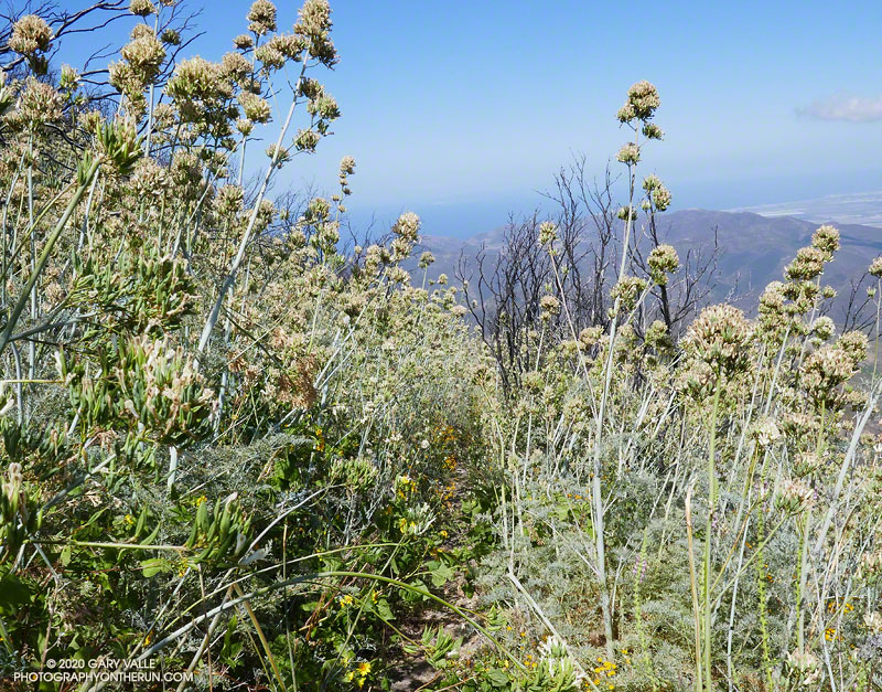 Flower stalks of bleeding heart on the Chamberlain segment of the Backbone Trail