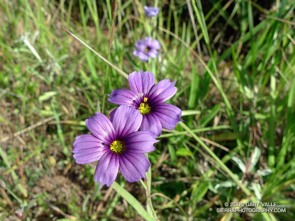 Blue-eyed grass along the Bobcat Trail in the Marin Headlands.