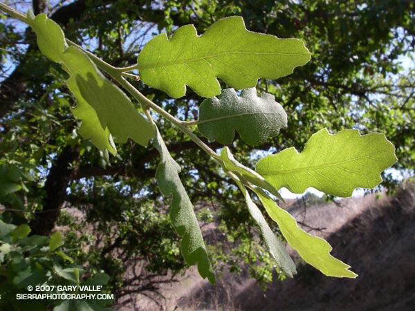 Photograph of leaves of blue oak in East Las Virgenes Canyon.