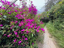Bougainvillea along the Old Stables Trail. (thumbnail)