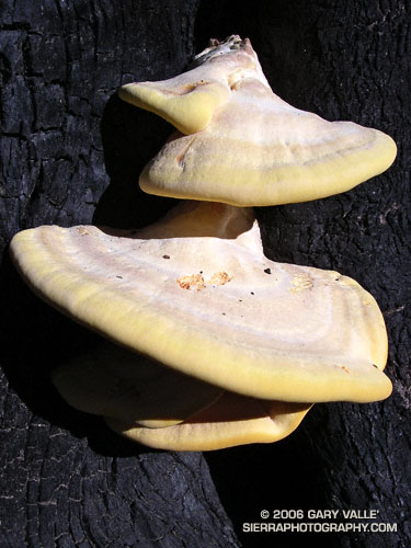 A bracket fungus (prob. Laetiporus gilbertsonii) on a burned eucalyptus.