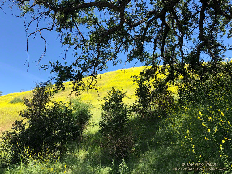 Young valley oaks and coast live oaks at the edge of the canopy of large valley oak in Upper Las Virgenes Canyon Open Space Preserve.