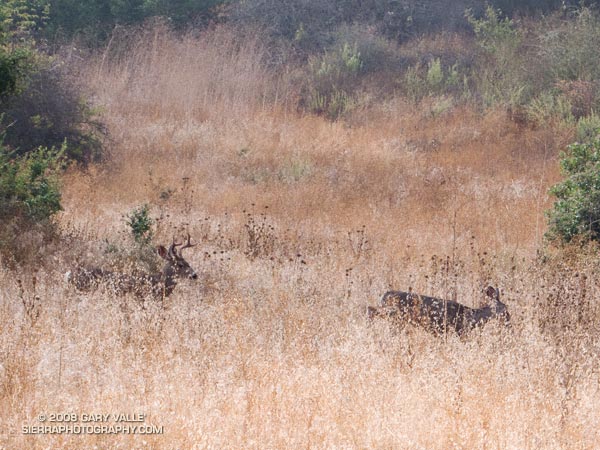 A young buck and a doe along the Musch Meadow Trail near Trippet Ranch in Topanga State Park.