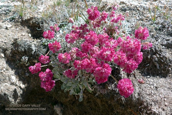 Cushion Buckwheat