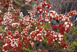 California buckwheat along the Backbone Trail, east of Saddle Peak