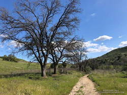 Cooler than normal temperatures during January to March 2023 delayed the leafing out of these valley oaks in Las Virgenes Canyon.