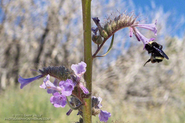 Bumblebee feeding on Turricula (Poodle-dog bush)