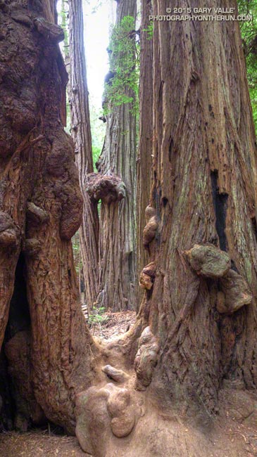 Burls on a cluster of coast redwoods in Muir Woods National Monument.