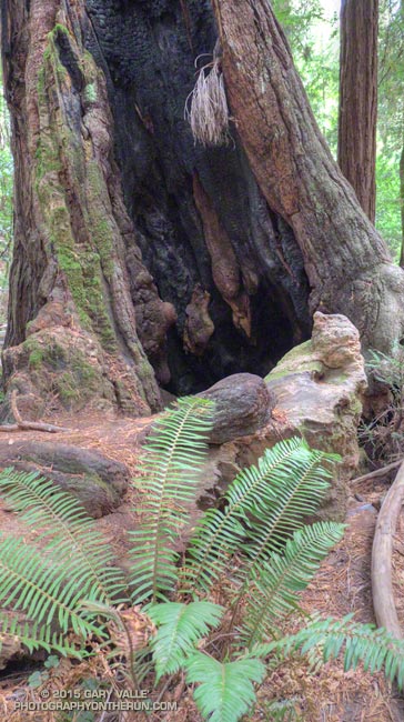 Many of the redwoods in Muir Woods have been scarred by fire. The last large natural fires in Muir Woods are reported to have been around 1800 and 1850.