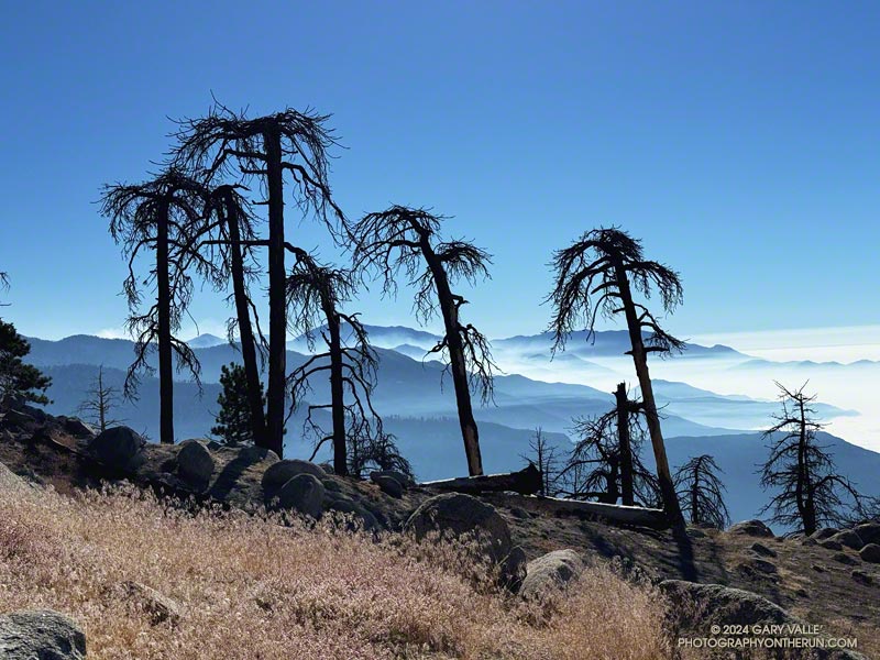 A group of Jeffrey pines on Mt. Waterman killed by the Bobcat Fire with smoke from the Bridge Fire in the distance.