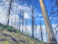 Coulter pines burned in the Station Fire along the Three Points - Mt. Waterman Trail