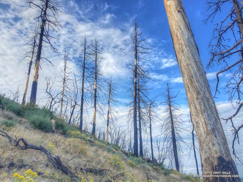 Coulter pines burned in the Station Fire along the Three Points - Mt. Waterman Trail about 0.8 mile from Three Points. September 12, 2015.