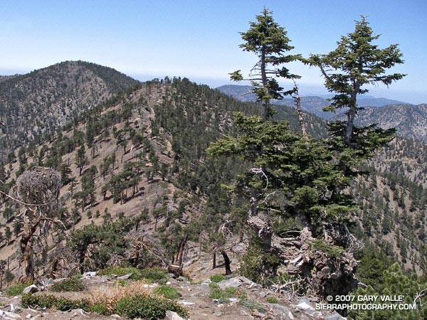 Ridge between Mt. Baden-Powell and Mt. Burnham in the San Gabriel Mountains.