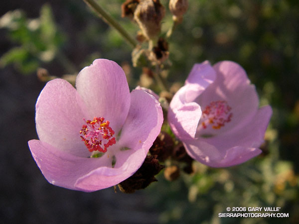 Chaparral Mallow (Malacothamnus fasciculatus) from a run at Sage Ranch Park.