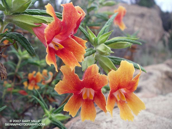 Bush monkeyflower (Mimulus aurantiacus) readily hybridizes, producing a myriad of forms and colors.