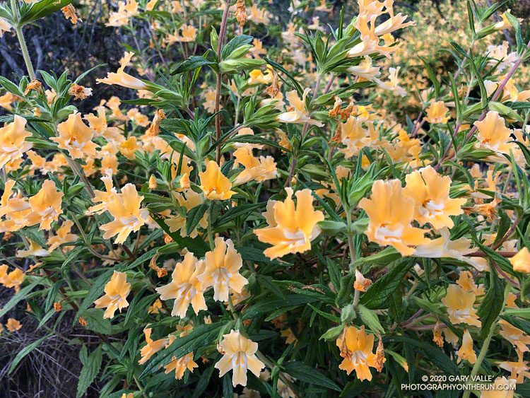Bush monkeyflower (Mimulus aurantiacus) blooming along the single track trail connecting the trailhead at the 