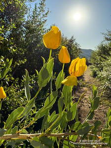 Bush poppy along the Lake Vista Trail in Malibu Creek State Park. (thumbnail)