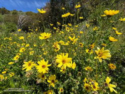 Bush sunflower along the Old Boney Trail. (thumbnail)