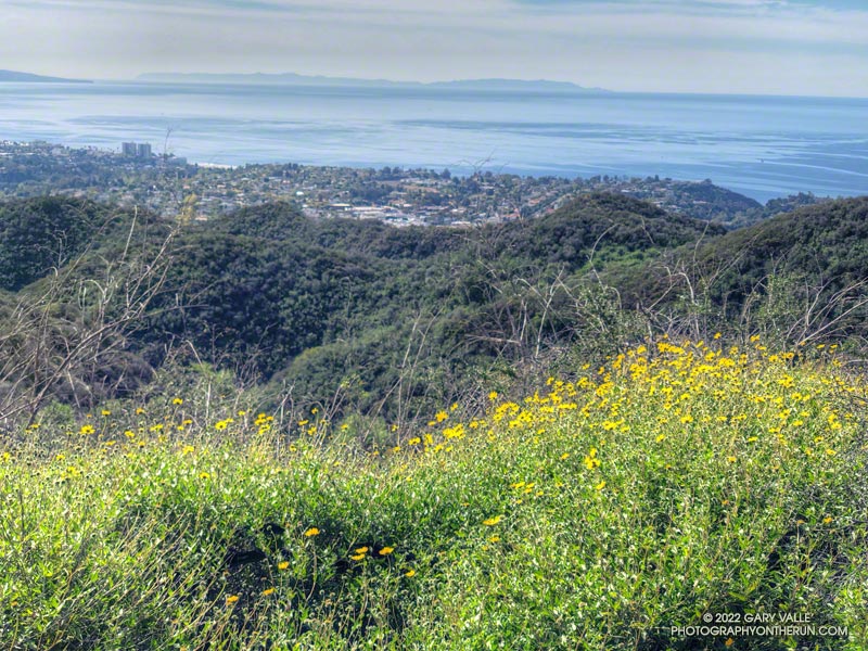 Bush sunflowers along the Rivas Ridge use trail with Santa Monica Bay below.