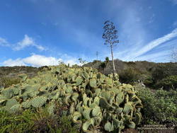 Cactus and agave along the Rivas Canyon Trail. (Thumbnail)