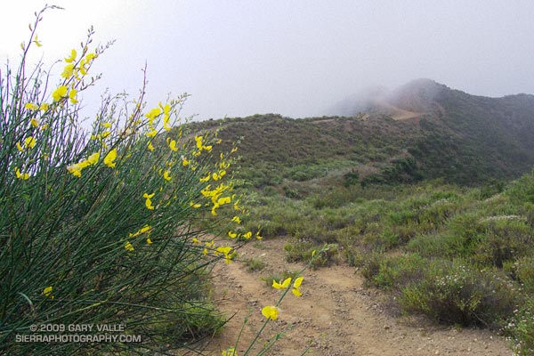 Spanish broom near Calabasas Peak.