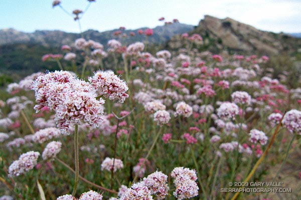 California Buckwheat (Eriogonum fasciculatum var. foliolosum) at Sage Ranch Park.