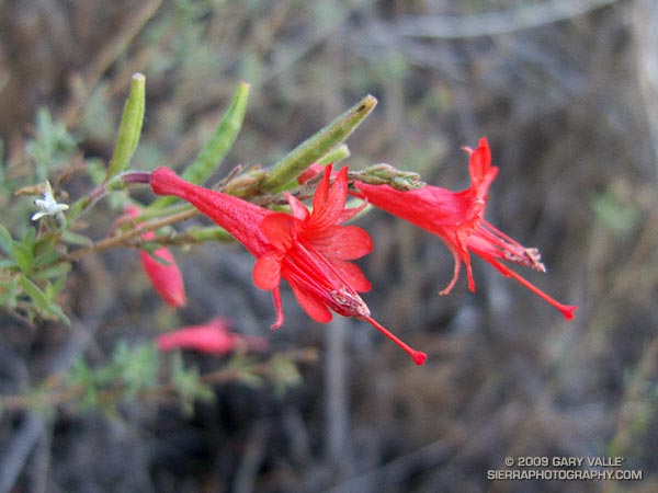 A California fuchsia in deep shade blooming in December in the Santa Monica Mountains.