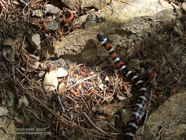 A California mountain kingsnake on the South Fork Trail, in the San Gabriel Mountains, near Los Angeles.