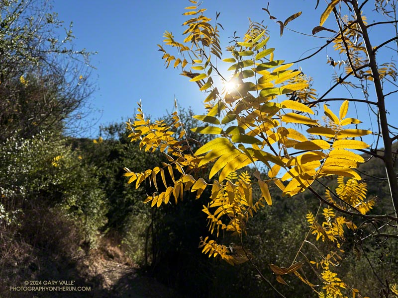 California Black Walnut Along the Phantom Trail