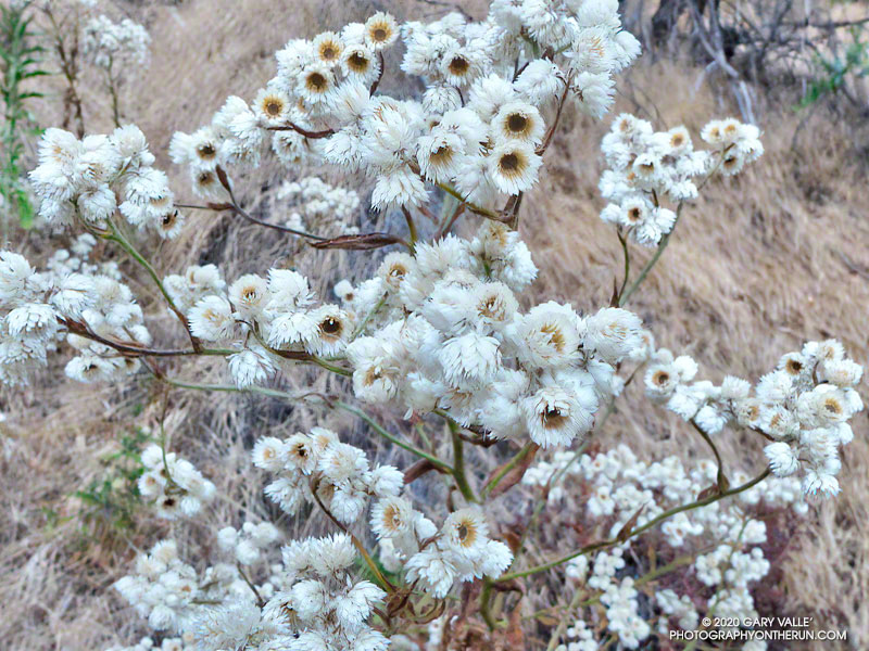 California Everlasting along the Secret Trail in Calabasas