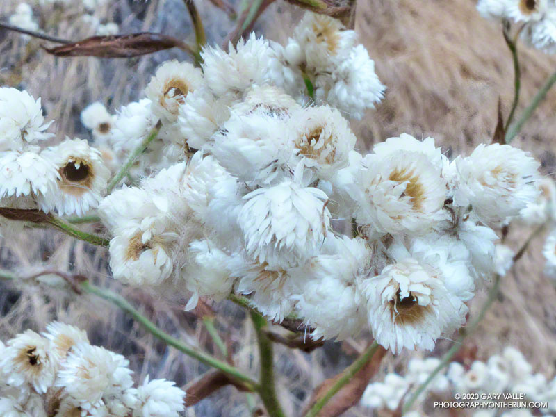 Closer view of California Everlasting showing the petal-like phyllaries and a few seeds with bristles attached.