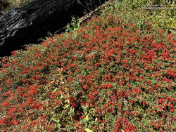 A dazzling display of California fuchsia along the Burkhart Trail.