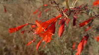 California fuscia along the Bulldog Motorway fire road.