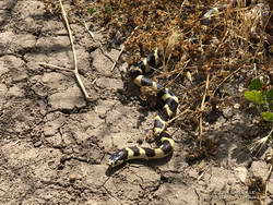 California kingsnake in Upper Las Virgenes Canyon Open Space Preserve, a.k.a. Ahmanson Ranch.