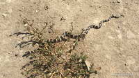 California kingsnake in Upper Las Virgenes Canyon Open Space Preserve