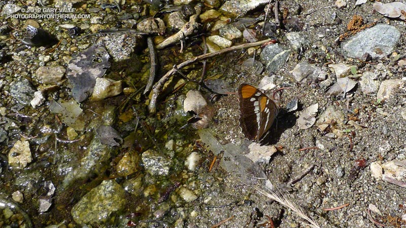 A California Sister butterfly 