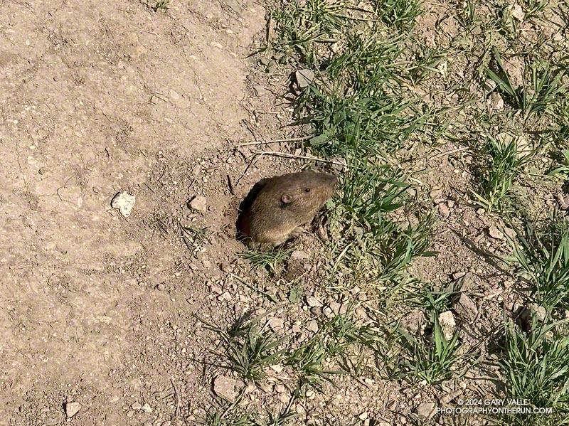 California vole foraging in Upper Las Virgenes Canyon Open Space Preserve (video)