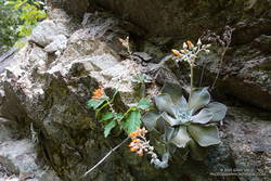 Canyon liveforever (Dudleya cymosa) in Bear Canyon.