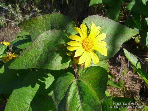 Canyon sunflower on a north facing section of the Chumash Trail at an elevation of about 2350 ft.