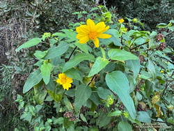 Canyon sunflower blooming out of season along Fire Road #30 in Topanga State Park.