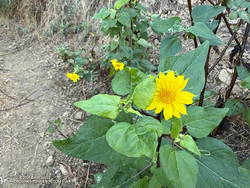 Canyon sunflower along the Garapito Trail. (thumbnail)