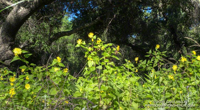 Canyon sunflowers in upper Las Virgenes Canyon