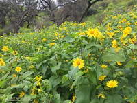 Canyon Sunflowers