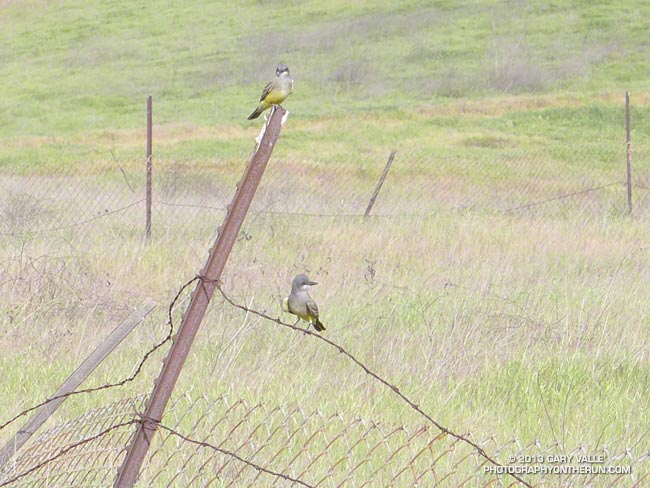 Cassin's kingbirds at Ahmanson Ranch
