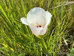 Catalina mariposa lily at Ahmanson Ranch. March 27, 2024. (thumbnail)